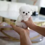 Oyuncak Gibi Kore’den Geldi Micro!