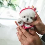 Kore’den Gelen Secereli Kimçi