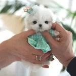 Korea Yavrusu Tokyomuz