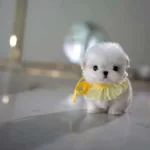 Baby Face Korea Maltese Minnie