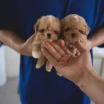 Premium Seri Mini Kore Maltipoo Bebekler