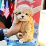 Kore’den Getirtilen Yavru Maltipoo Bebeğim