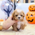 Sarı Papatyam Minik Safkan Maltipoo