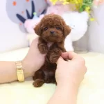 Sevimli Toy Poodle Oğlum Dobby