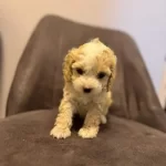 Minnoş Maltipoo Yavrumuz