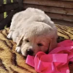 Orjinal Golden Bebekler