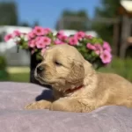 Golden Retriever Kız Sahiplendirme İlanı