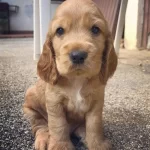 Orjinal İngiliz Coccer Yavrular