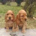 Fluffy İsmi 2 Aylık Erkek Cocker