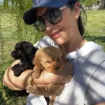 Toy Poodle Safkan Arayanlara Özel