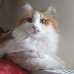 Güzel Kızım Kupa Ücretsizgüvenilir Yuva Arıyoruz