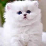 Patili Melek Silver British Shorthair Yavrumuz