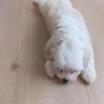 Morkie Cinsi Kopegim Çok Tatlı 2 Aylık