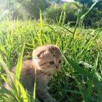 Güzel Kızımıza Kalıcı Yuva Scottish Fold