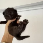 Scottish Fold Sahiplendirme