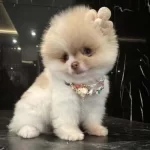 Ayıcık Suratlı Sevimli Pomeranian