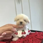 400 Gr Kore Maltese Tokyo