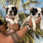 Erkek 6 Aylık Acil Ilan !!!!!!