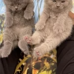 Resmi Işletmeden Irk Ve Sağlık Garantili