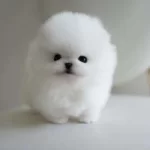 Pamuk Gibi Tüy Yapısı Ile Kendine Aşık Eder Pomeranian