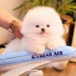 Özel Korea Büyümeyen Pomeranian Boo