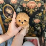 Micro Poodle Yavrumuz