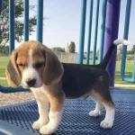 Orjinal Beagle Yavrularımız