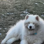 Irk Ve Sağlık Garantili Resmi Işletmeden Samoyed
