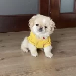 Resmi Işletmeden Orjinal Pekiniz Yavruları