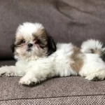 Resmi Işletmeden Shihtzu Yavrular