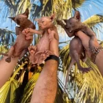 Sıfır Tüy Sfenks Yavruları