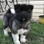 Japon Ve Amerikan Akita Yavruları