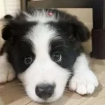 Dünyanın En Akıllı Köpekleri