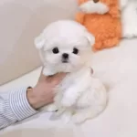 Irk Sağlık Garantili Maltese