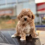 Çift Renk Toy Poodle Yavru Kore Kan