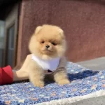 Orjinal Turuncu Pomeranian Boo