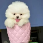 Tatlış Pomeranian Boo Yavrusu