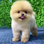 Orange Yavru Orginal Pomeranian Boo