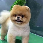 Ucretli Sahiplendirme Orjinal Ayi Surat Boo