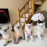 Güzeller Güzeli Ny12 Kızımız British Shorthair