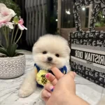 Micro Boy Boo Fiko Yavrumuz