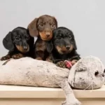 Dachshund Sosis Köpek Yavrular