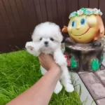 Elit Kan Hattından Safkan Maltese Yavrular