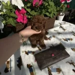 Bebek Gibi Bakımlı Oyuncu Toy Poodle