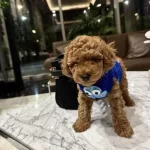 Irk ve sağlık garantili Oyuncak Toy Poodle