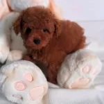 3 Aylık Toy Poddle Sahiplendirme