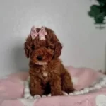 Saf Kan Toy Boy Poodle Bebekler