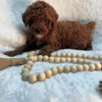 Toy Poodle Eğitimli Ve Sosyal Yavrular