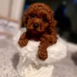 Sevgi Dolu Pofuduk Toy Poodle Yavrular