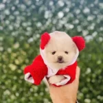 Teady Bear Surat Yavrularımız Pomeranian